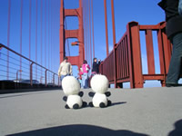 �T���t�����V�X�R�̎ʐ^���̂P