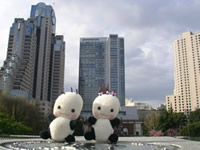 �T���t�����V�X�R�̎ʐ^���̂Q